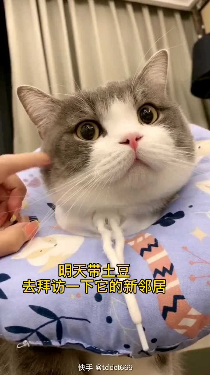 快手土豆猫的图片图片