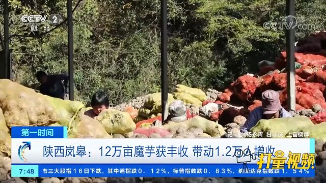 陕西岚皋:12万亩魔芋获丰收,带动1.2万人增收