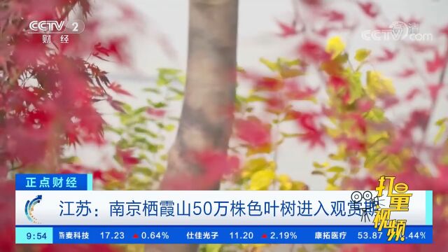 江苏:南京栖霞山50万株色叶树进入观赏期