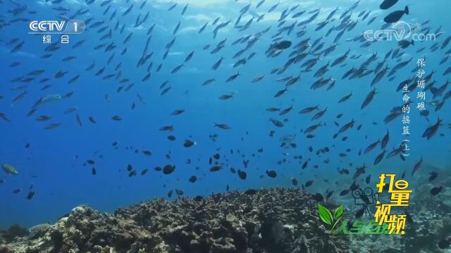 班达海有显著的地震活动,火山熔岩形成的斜坡长满珊瑚