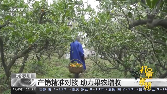 河南淅川:产销精准对接,助力果农增收