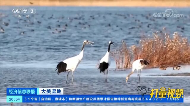 大美湿地:山东黄河三角洲国际重要湿地