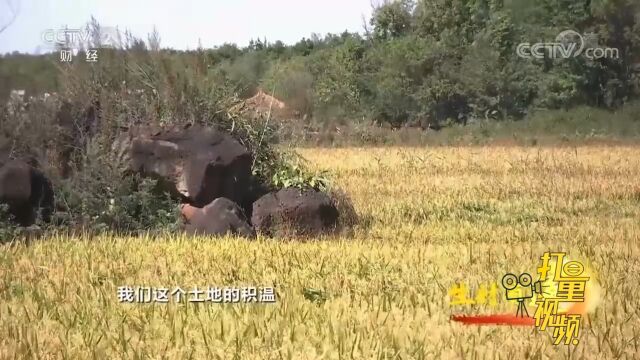 利用火山石调节积温,使稻米口感独特、味道浓郁