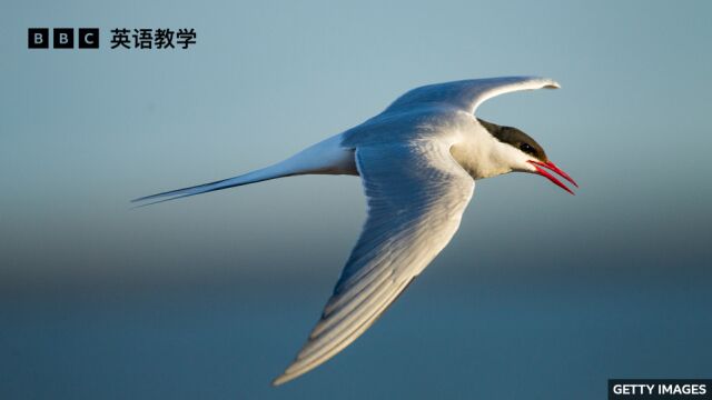 BBC随身英语:迁徙路线最长的候鸟 Arctic tern 北极燕鸥