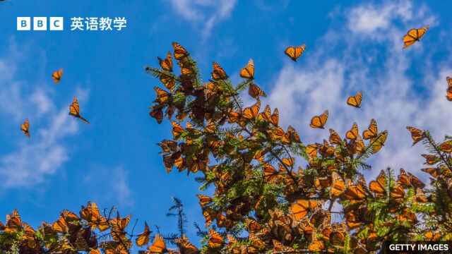 BBC英语大破解:帝王蝶monarch butterflies恢复生机