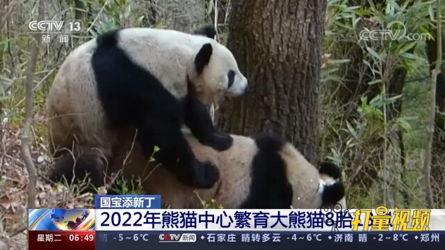 国宝添新丁!2022年熊猫中心繁育大熊猫8胎13崽