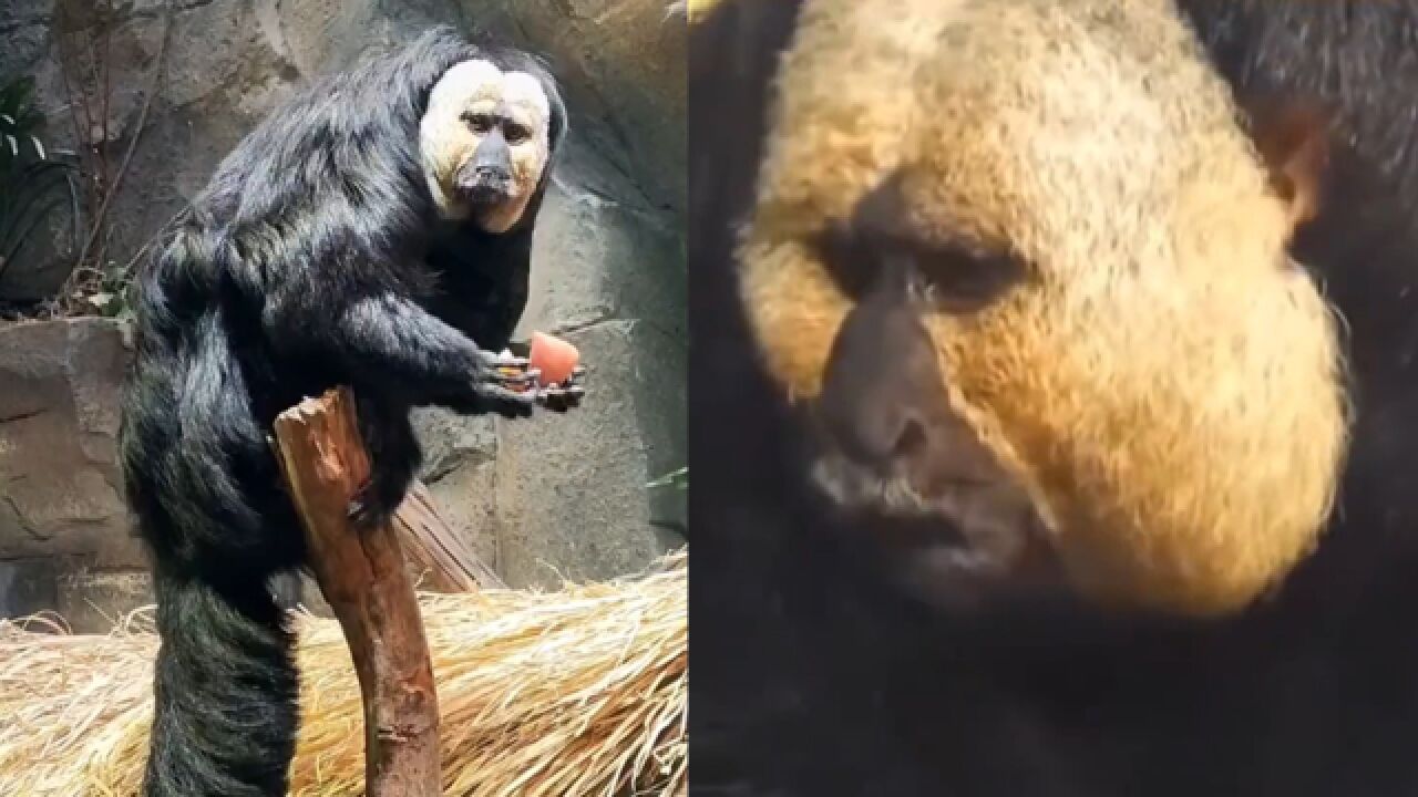 网友动物园拍到恐怖白脸猴子!园方:炸裂是个什么形容词?