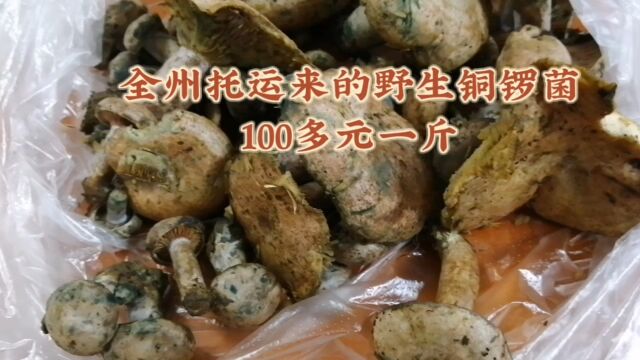 从全州运来稀罕的山货铜锣菌,100多元一斤,看看我们怎么弄