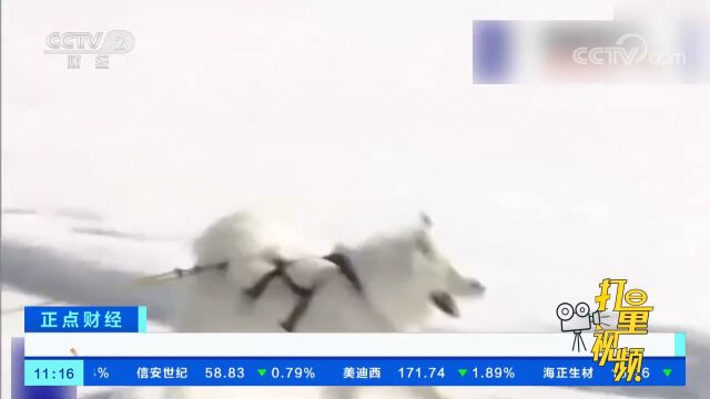 日本举办狗拉雪橇比赛