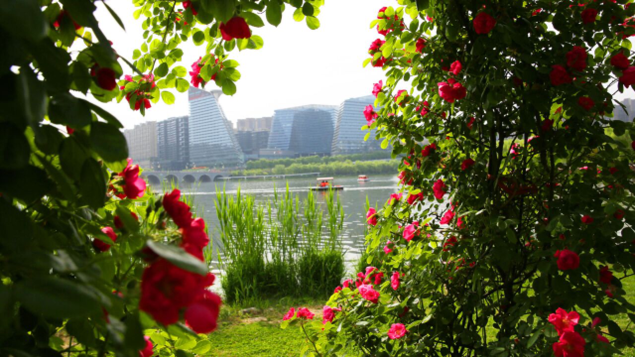 西安曲江池:蔷薇花盛开,娇艳多姿,浪漫唯美