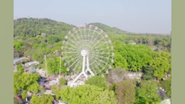 紫藤花开!东湖春日“紫色浪漫”太惊艳