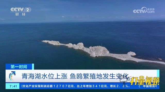 青海湖水位上涨,鱼鸥繁殖地发生明显变化