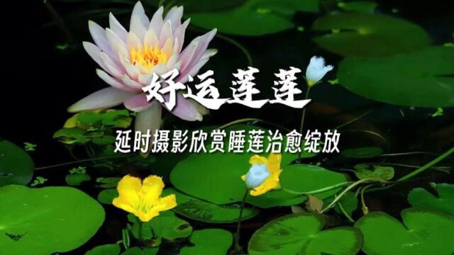 好运“莲莲”!延时摄影欣赏睡莲治愈绽放