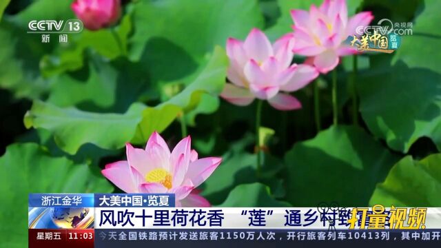 浙江金华:风吹十里荷花香,“莲”通乡村致富路