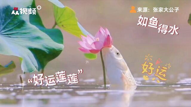 见者好运!摄影师潜入水中拍摄鲤鱼跃起啄荷花