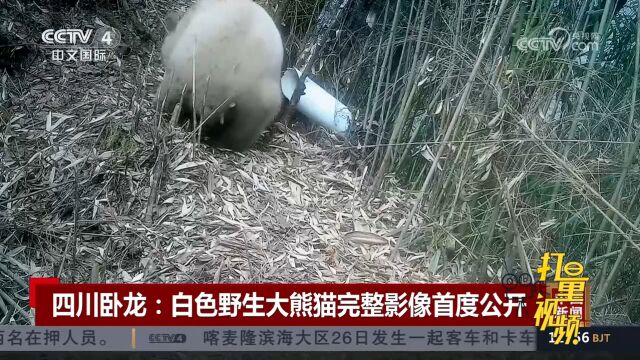 四川卧龙:白色野生大熊猫完整影像首度公开