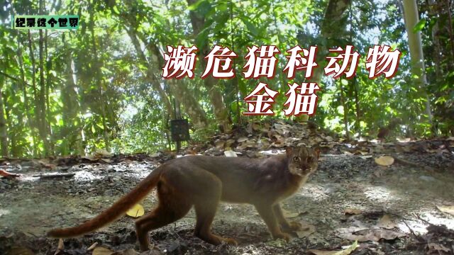 印尼婆罗洲雨林中的濒危猫科动物之金猫