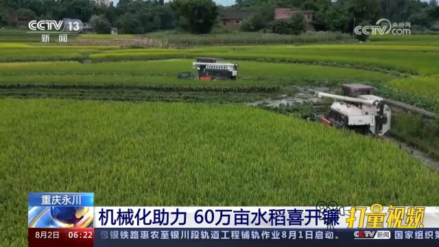 重庆永川:机械化助力,60万亩水稻喜开镰