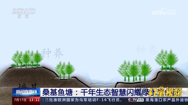 桑基鱼塘起源于春秋战国时期,千年生态智慧闪耀绿水青山间