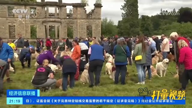 首批金毛犬已诞生155周年!深受爱犬人士喜欢