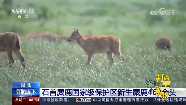 湖北:石首麋鹿国家级自然保护区新生麋鹿460头