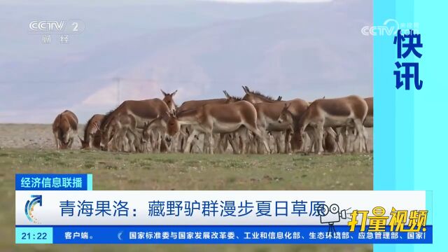 青海果洛:高原上最擅奔跑的动物!藏野驴群漫步夏日草原