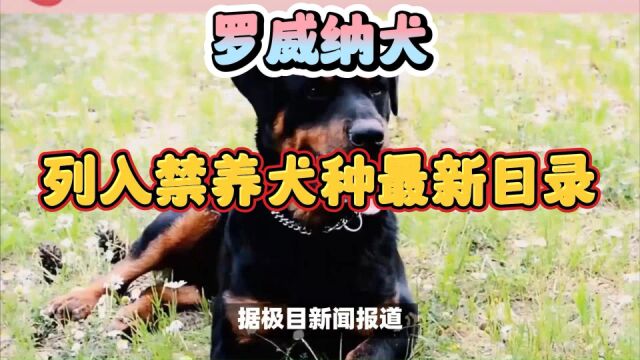 成都将罗威纳犬列入禁养犬种最新目录,罗威纳为何是最危险犬种之一