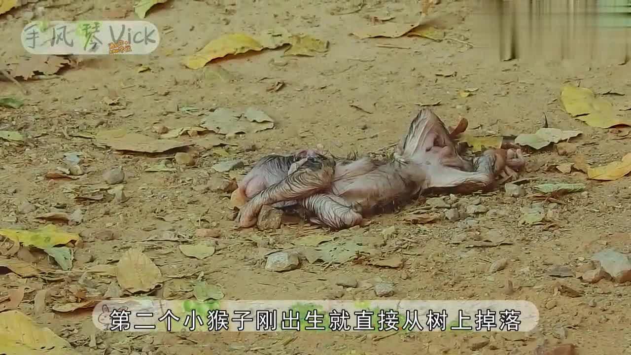 小猴子刚出生就被摔死猴妈妈却毫无察觉镜头记录残忍画面