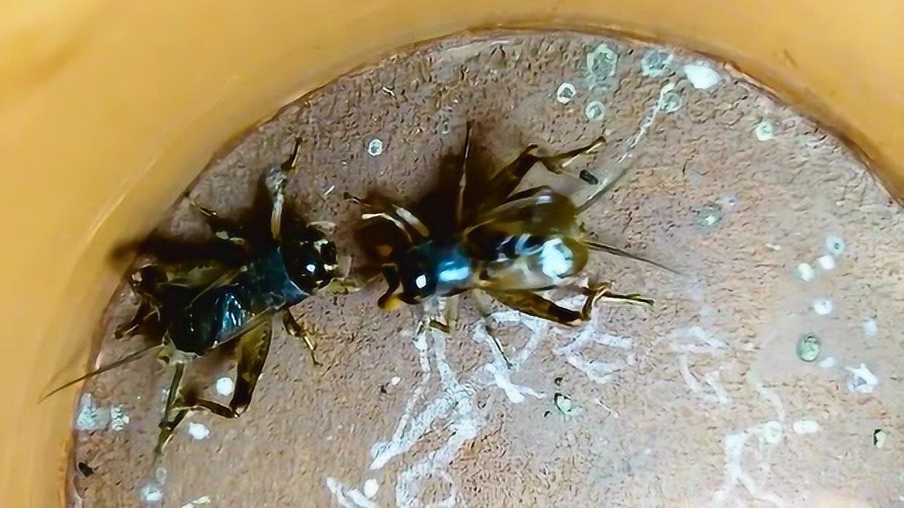 大牙蛐蛐,牙齿真硬,看看它的黄铜铁牙,太残暴了