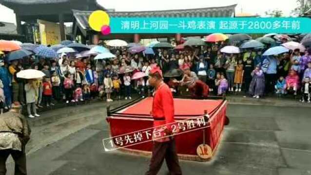 河南开封清明上河园 斗鸡表演 已有2800多年的历史