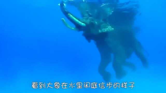 大象究竟会在水中游泳吗