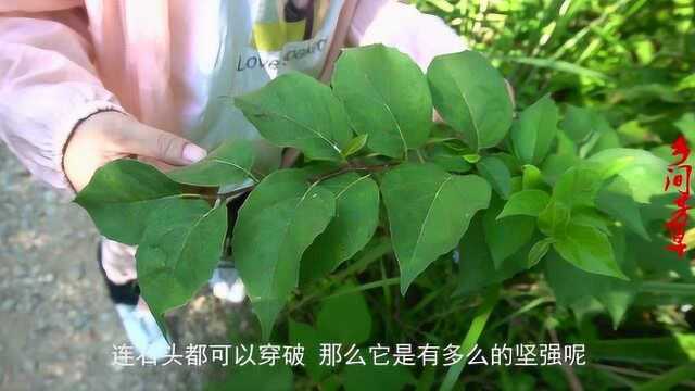 “穿破石”这种植物连石头都能穿破?对“结石”有用吗?