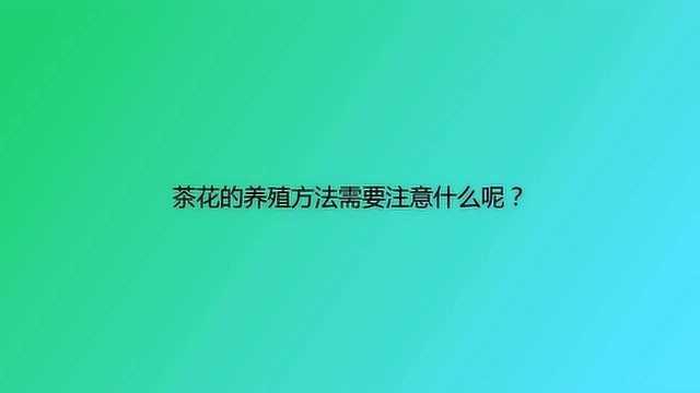 茶花的养殖方法需要注意什么呢?