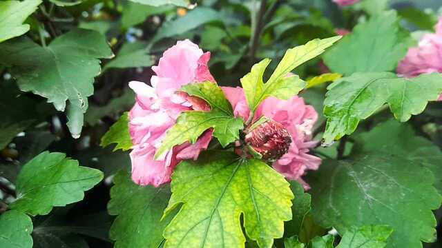 木棉花的清晨时光,露珠晶莹剔透,花语文化寓意介绍