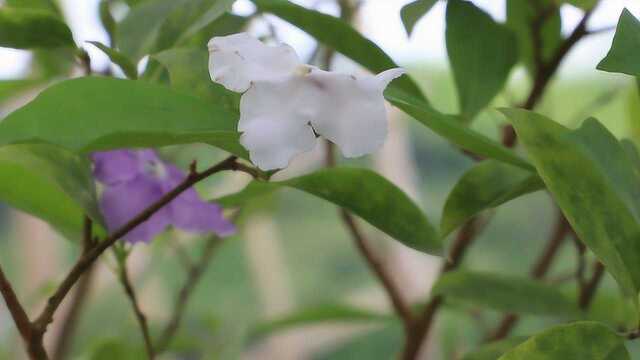 双色茉莉开花两种颜色,关键是养护还特别省事