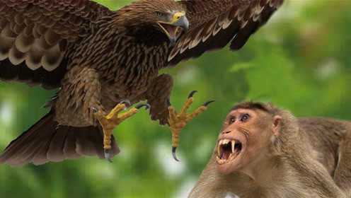 食猴鹰抓母猴，前方高能瞬间，不愧为丛林之王