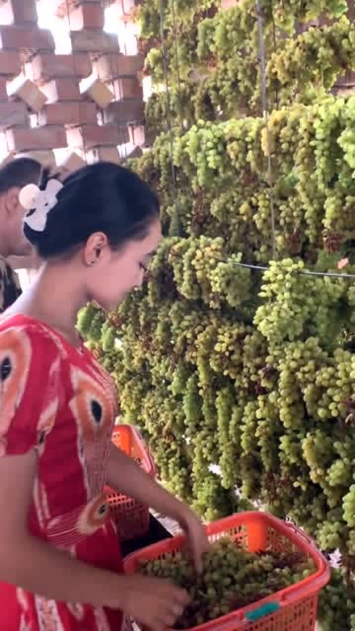 新疆葡萄晾房,真是太壮观了!_高清1080P在线观看平台_腾讯视频
