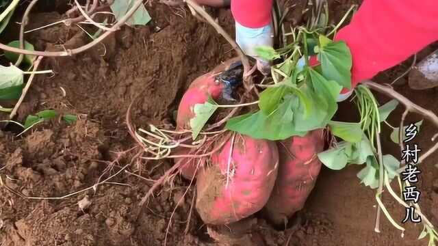 红薯种植实用技巧分享,这样种植的红薯生根快还防虫,产量很大