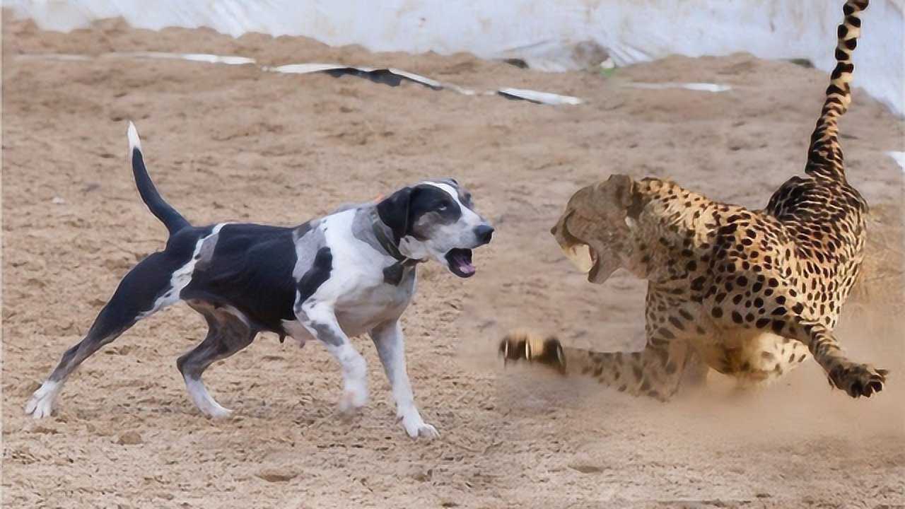 花豹突然窜出来冲向狗狗接下来的一幕花豹当场蒙圈了
