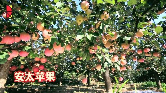 行唐元大传媒——2019河北行唐安太庄苹果熟了采摘节开幕式