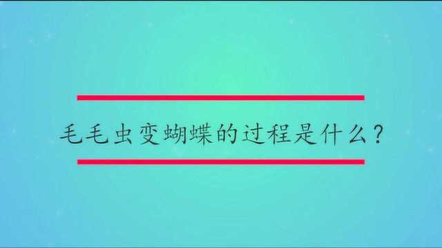 毛毛虫变蝴蝶的过程是什么?