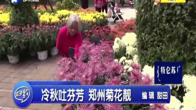 冷秋吐芬芳 郑州菊花靓