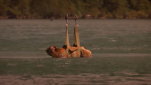 湖里出现吃人怪物，考察队用一头牛当诱饵，浮出水面时吓坏众人！