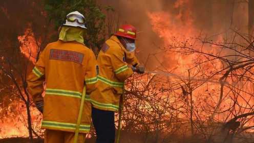 澳大利亚山火肆虐：3人遇难，350只考拉死亡