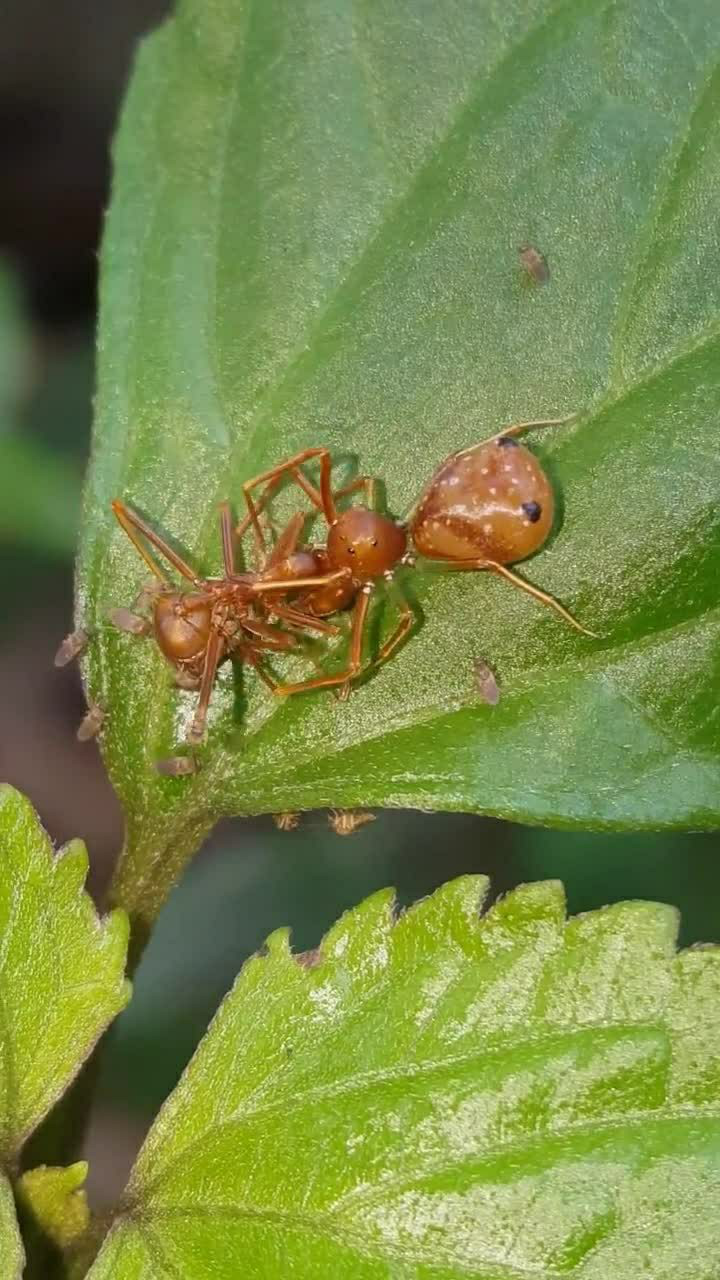 黄猄蚁蟹蛛,伪装成黄猄蚁,专门捕杀黄猄蚁的_腾讯视频