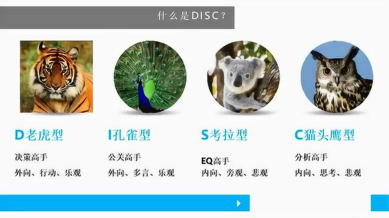 老虎孔雀考拉猫头鹰图片