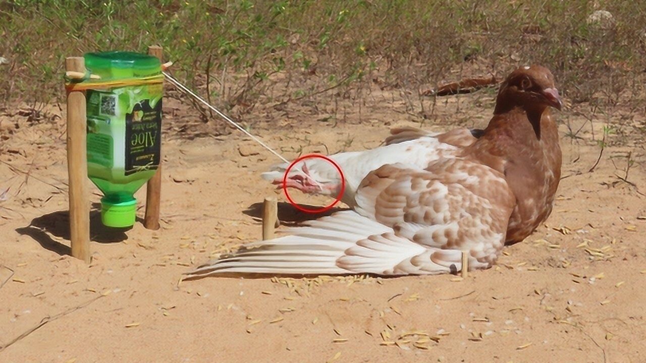 用这样的陷阱来抓鸽子真是太容易了一抓一个准