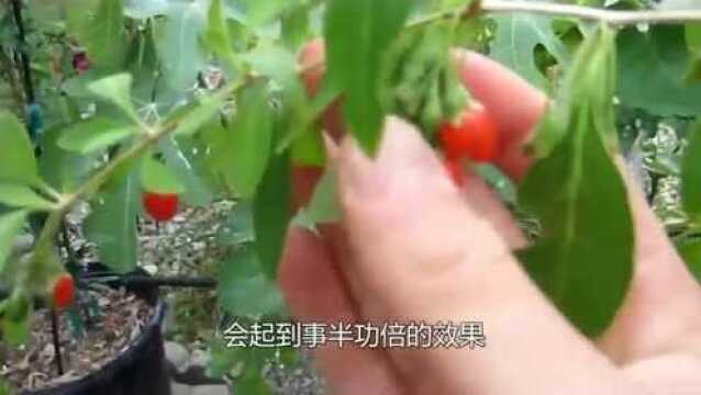 药食两用类的中药材枸杞,搭配什么泡水喝,对身体更有好处