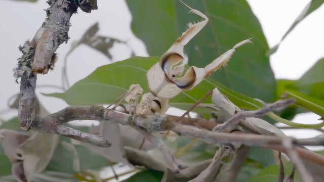 90后兄弟靠昆虫致富?中国首个人工繁殖扁伪箭螳才卖两百