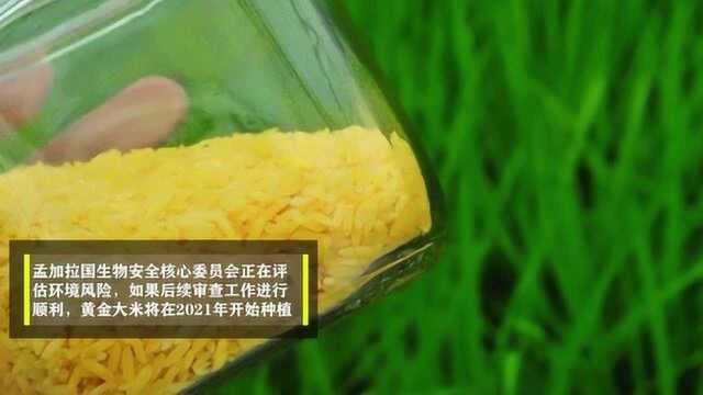 饱受20年的转基因食品:黄金大米或将面世,孟加拉国成领头羊